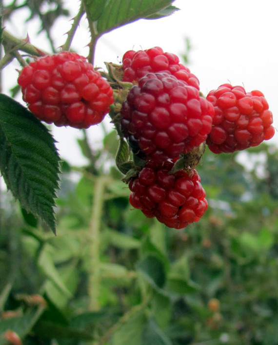 berries