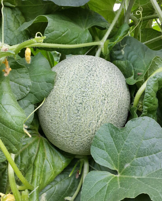 melon
