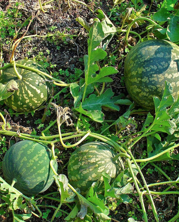 sandia