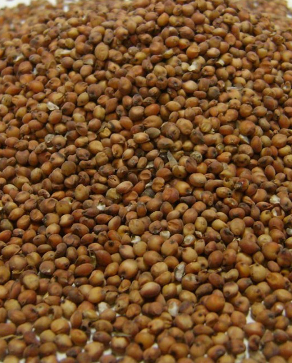 sorgo